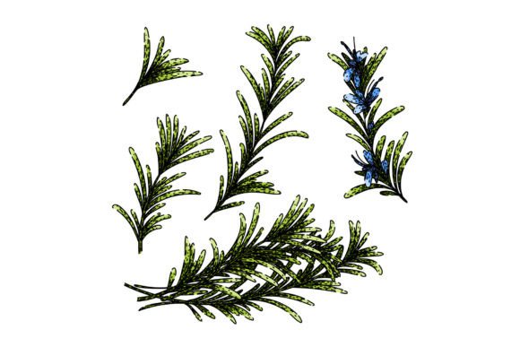 Download Rosemary Set Sketch Hand Drawn Vector - Premium Resources