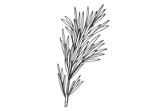 Download Rosemary Branch Sketch. Aroma Herb. Hand - Premium Resources
