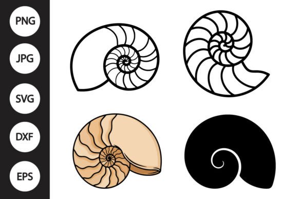 Download Nautilus Shell SVG - Shell svg Collection