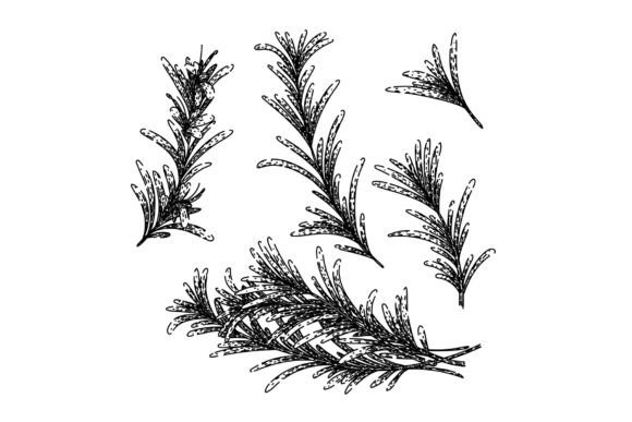 Download Rosemary Set Sketch Hand Drawn Vector - Rosemary Collection
