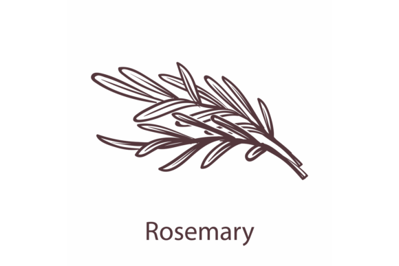 Download Rosemary Icon. Botanical Hand Drawn Bran - Rosemary Collection